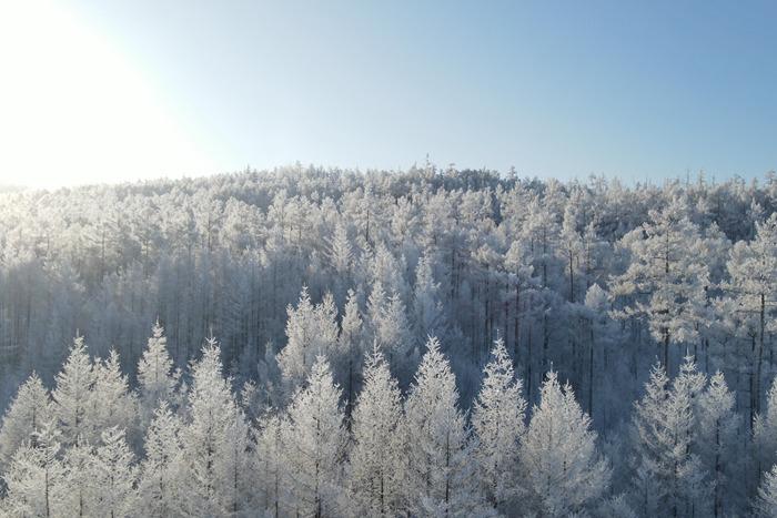 内蒙古大兴安岭：雾凇雪景宛若冰雪童话世界